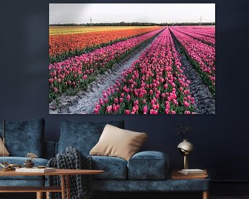 Tulipes dans le nord des Pays-Bas