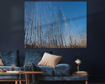 riet op een mooie winterdag,canne sur une belle journée d'hiver,Zuckerrohr an einem schönen Winterta