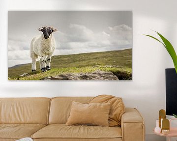 Proud sheep standing on a hill in Scotland by Michel Seelen