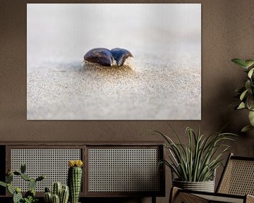Mosselschelp op het strand van Johan Zwarthoed
