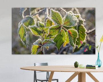 Groene bladeren met een randje vorst