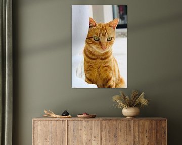 Rode kat/poes van Sabrina van Jeveren