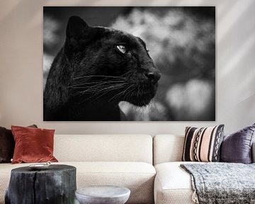 Black cat von RT Photography