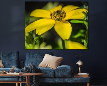 Fleur jaune sur Martijn Tilroe