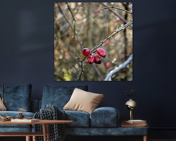 Bentwoud, Zuid-Holland, Nederland