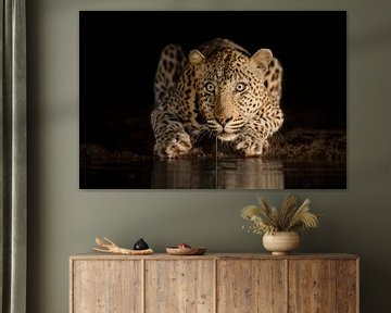 Nachts trinkender Leopard von Jos van Bommel