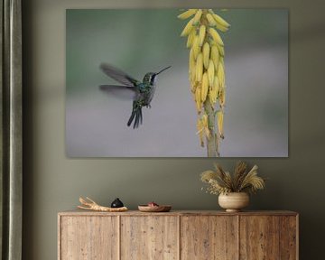 Kolibrie van Gertjan Hesselink