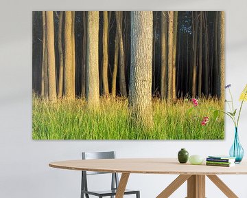 Coastal forest on the Baltic Sea coast in Nienhagen, Germany