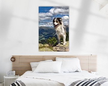 Südtirol Hund auf dem Raschötz von Martina Weidner