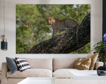 Leopard in a tree sur Ingrid Sanders