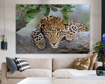 Portrait de léopard sur Jos van Bommel