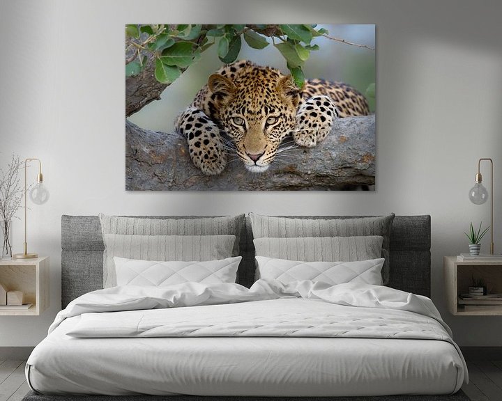 Beispiel: Leoparden-Porträt von Jos van Bommel