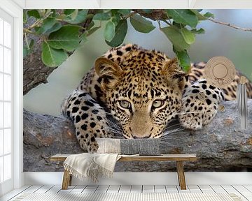 Leoparden-Porträt von Jos van Bommel