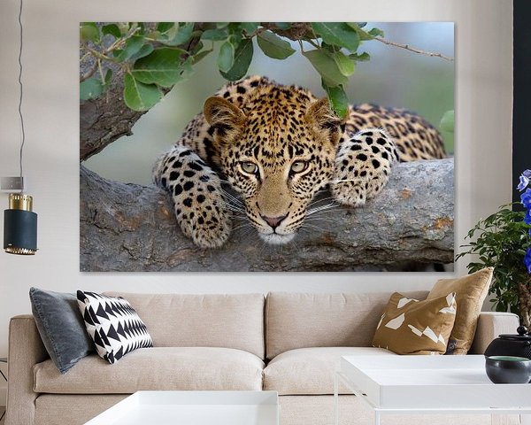 Leoparden-Porträt