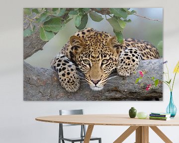 Leoparden-Porträt von Jos van Bommel