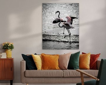 Flamingo in tegenlicht sur Steven Symoens