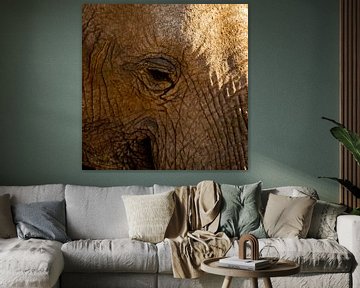olifant close-up van Steven Symoens