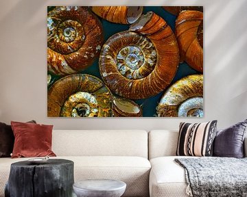 Shells of  snails van Leopold Brix