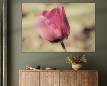 Pink tulip and vintage colors by Sonja Blankestijn