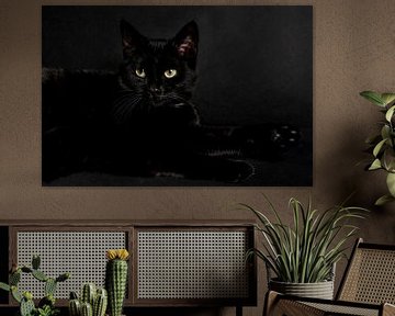 Zwarte kat op zwarte achtergrond van Barbara Koppe