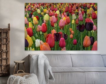 Tulpenfeld von Claudia Moeckel
