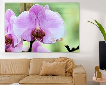 Orchidee by Michiel piet