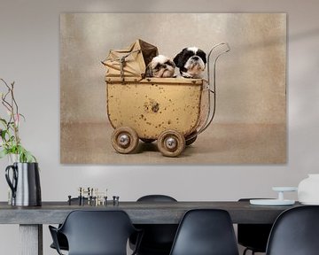 Shih Tzu hondjes in een antieke poppenwagen