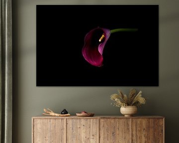 Purple Arum lily on black background by Arie de Korte