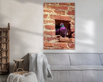 Concept nature : Dove nest in the City wall van Michael Nägele