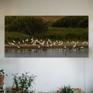 Lepelaars op Terschelling