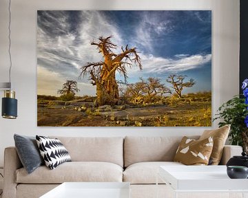 Baobab bomen in Botswana van Chris Stenger
