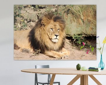 Lion sur michael nigten