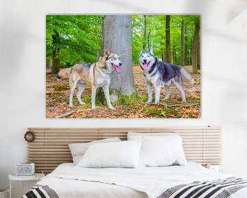 Two huskies or dogs stand together at beech tree in forest sur Ben Schonewille
