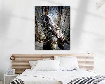 grey-owl-snow-forest-website