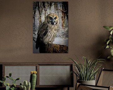 great-grey-owl-hybrid-snow-website