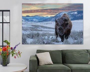 Amerikaanse bizon (Bison bison) in de Lamar vallei bij zonsopkomst, VS, Wyoming, Yellowstone Nationa van Nature in Stock