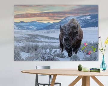 Amerikanischer Bison (Bison bison) von Nature in Stock