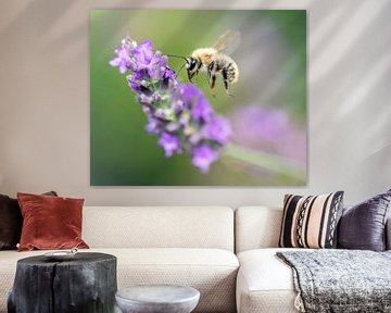 Bee with lavender in France by Lindy Hageman