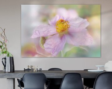 Zarte Anemone by Heike Hultsch