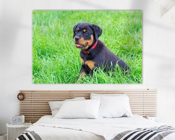Portret jonge rottweiler hond zit in gras van Ben Schonewille