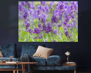 Blooming purple lavender flowers in Dutch lavender field by Ben Schonewille