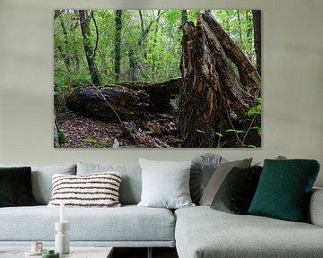 Bomen in bos by Sharida Mohaboe