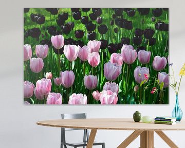 Roze en Zwarte Tulpen in Harmonie van Marcel van Duinen