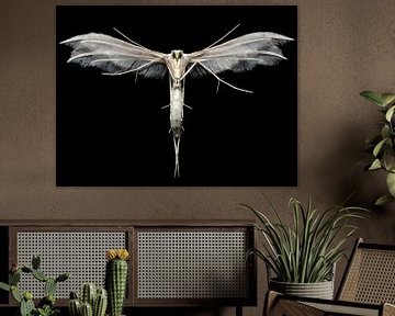 White plume moth (Pterophorus pentadactyla) by Uwe Ulrich Grün