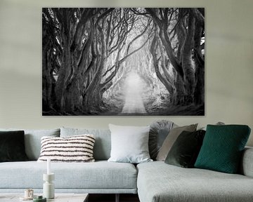 The Dark Hedges in Schwarzweiß