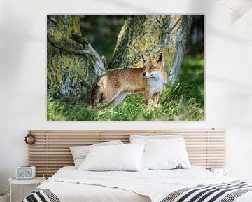 Red fox by Inge van den Brande