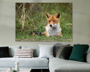 Red fox in the dunes