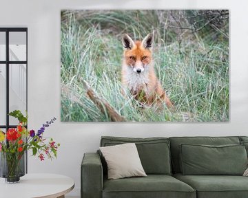 Red fox in the grass by Inge van den Brande