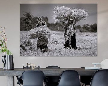 Women in Rajasthan harvesting crops van Koen Hoekemeijer