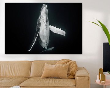 Une baleine nouveau-née émerge pour remplir les poumons d'air frais sur Koen Hoekemeijer